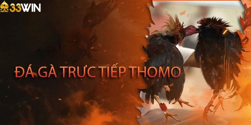 Đá gà Thomo trực tiếp