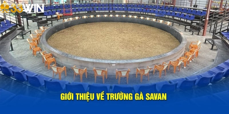 Giới thiệu chung về trường gà Savan