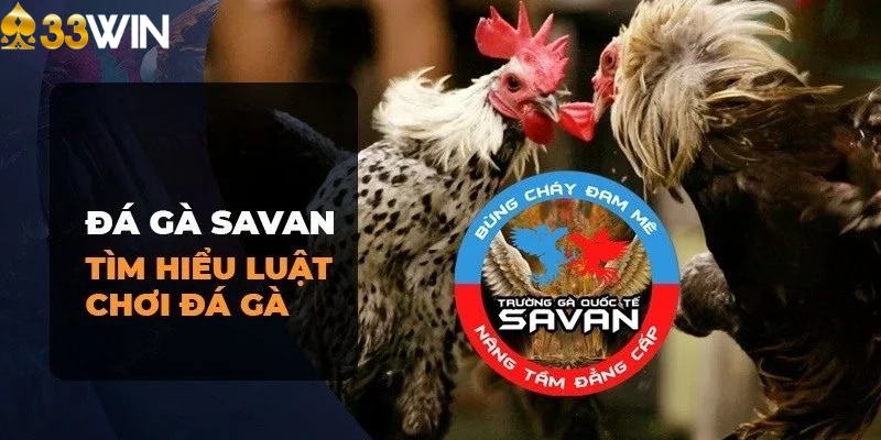 Quy luật cần nắm khi tham gia trường gà Savan