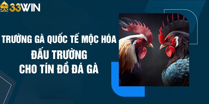 Trường gà Mộc Hóa