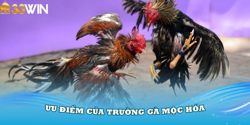 Ưu điểm nổi bật của trường gà Mộc Hóa